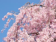 長崎で行ってみたい＆好きな桜の名所ランキング！ 2位「真竹谷のしだれ桜群」を抑えた1位は？【2026年調査】