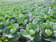 桃太郎電鉄で読むのが難しいと思う「群馬県の物件駅」ランキング！ 2位「嬬恋」を抑えた1位は？【2026年調査】