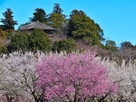 春に行きたいと思う「茨城県の旅行先」ランキング！ 2位「偕楽園」を抑えた1位は？【2026年調査】