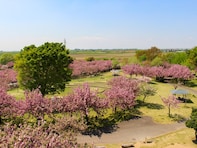 春に行きたいと思う「茨城県の公園」ランキング！ 2位「さくらの森パーク」を抑えた1位は？【2026年調査】