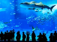 【20代限定】春に行きたいと思う「沖縄県の旅行先」ランキング！ 3位「沖縄美ら海水族館」を抑えた同率1位は？