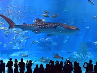 【40代限定】春に行きたいと思う「沖縄県の旅行先」ランキング！ 2位「沖縄美ら海水族館」を抑えた1位は？