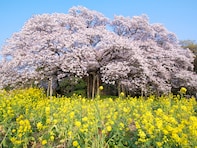 【2026年最新】千葉県の住みここち（自治体）ランキング！ 2位は「印西市」、では1位は？
