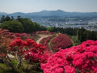 【茨城県】絶景つつじ、ボタン桜、日本三名園。季節の花を楽しめる公園3選
