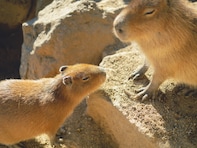 【千葉県】入園無料！ 動物ふれあい、白い砂浜での海辺散歩…休日に行きたい千葉北・中央エリアの公園4選