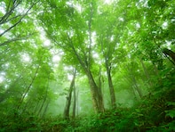 梅雨に行きたいと思う「秋田県の旅行先」ランキング！ 2位「白神山地」を抑えた1位は？【2026年調査】