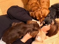 「きぃちゃんの顔が」氷川きよし、愛犬5匹に“埋もれる”幸せショット公開「最高の癒しの時間ですね」