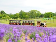 【北海道】3公園すべて入場無料！ ​​​​​​​SLバス、馬車体験、芸術公園も…1日楽しめる大型公園3選