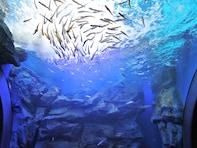 【北海道】穴場水族館4選！ 入館無料のサケ科学館から日本唯一のアザラシ保護施設まで…すべて1200円以下で遊べる