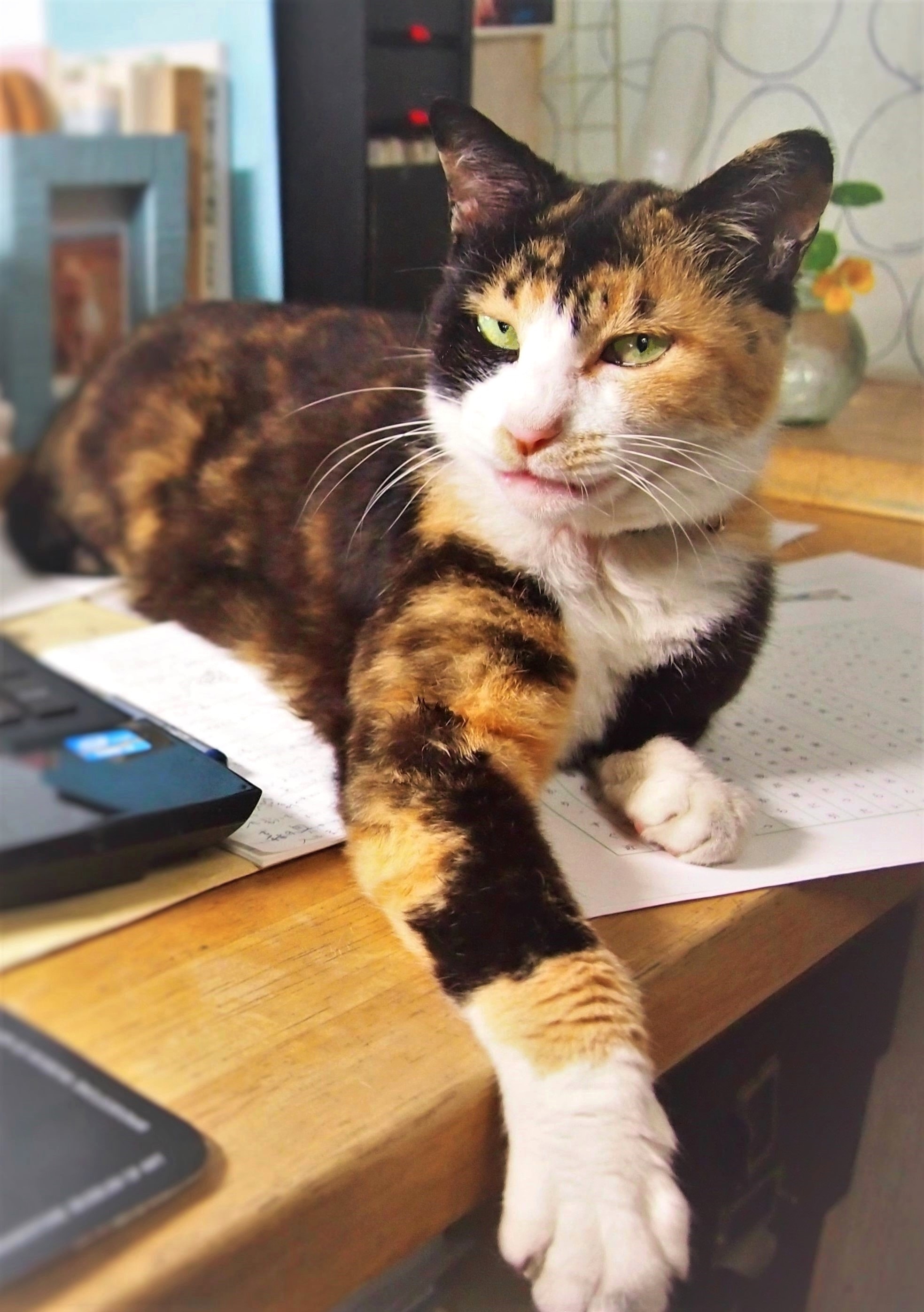 画像出典：『猫は奇跡』（佐竹茉莉子・著／辰巳出版）