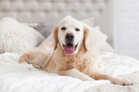 犬のシャンプー用タオルおすすめ人気ランキング10選｜吸水力抜群のタオルは？