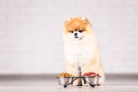 犬用餌入れおすすめ人気ランキング11選｜毎日使いやすい！犬に合った餌入れを