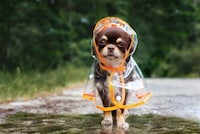 犬用レインコートのおすすめ人気ランキング11選｜雨の日のお散歩に濡れないように！ - Best One（ベストワン）