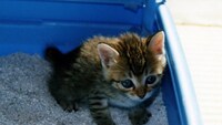 猫用トイレシートのおすすめランキング12選 臭わないタイプに注目 シートのみの使い方や交換頻度も紹介 Best One ベストワン