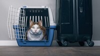 2匹一緒に 猫用の大型キャリーバッグおすすめ13選 多頭飼い 大きめ猫ちゃんにも Best One ベストワン