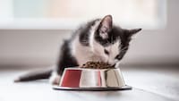 子猫用の餌おすすめ人気ランキング22選
