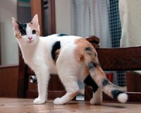 子猫の離乳食おすすめ15選 食べないときの対処法 量 回数 作り方も紹介 いつからいつまで与える Best One ベストワン