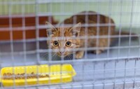 猫用おもちゃのおすすめ人気商品選 安全なものの選び方も 自動のアイテムやボールで運動不足解消 Best One ベストワン