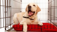 犬用ケージカバーおすすめ商品6選 必要性は 夏に使えるものや防音性のある商品もご紹介 Best One ベストワン