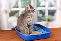 猫用キャリーバッグおすすめ26選｜おしゃれなリュックも人気 