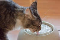 猫の飲み水は水道水でいい？獣医師が解説