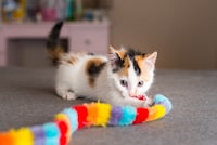 猫用おもちゃのおすすめ人気ランキング