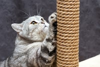 猫用爪とぎグッズのおすすめ人気ランキング10選