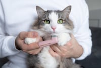 猫の歯磨き方法を獣医師が解説