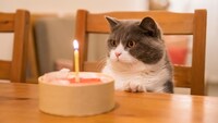 猫用ケーキのおすすめ人気ランキング6選