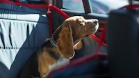 犬用車シートのおすすめ人気