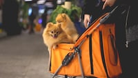 犬用バギー・ペットカートのおすすめ人気ランキング9選