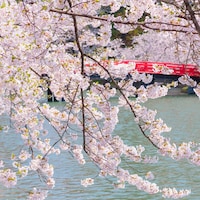 日本国内103ヶ所の桜名所を一挙紹介