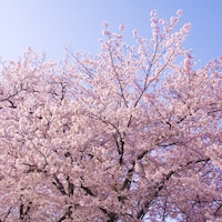 今年は平年より3日ほど早め！桜の開花情報