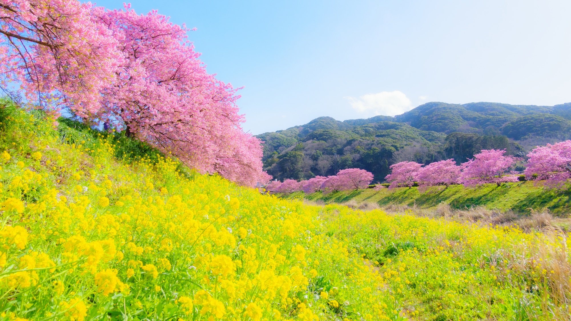 みなみの桜と菜の花まつり