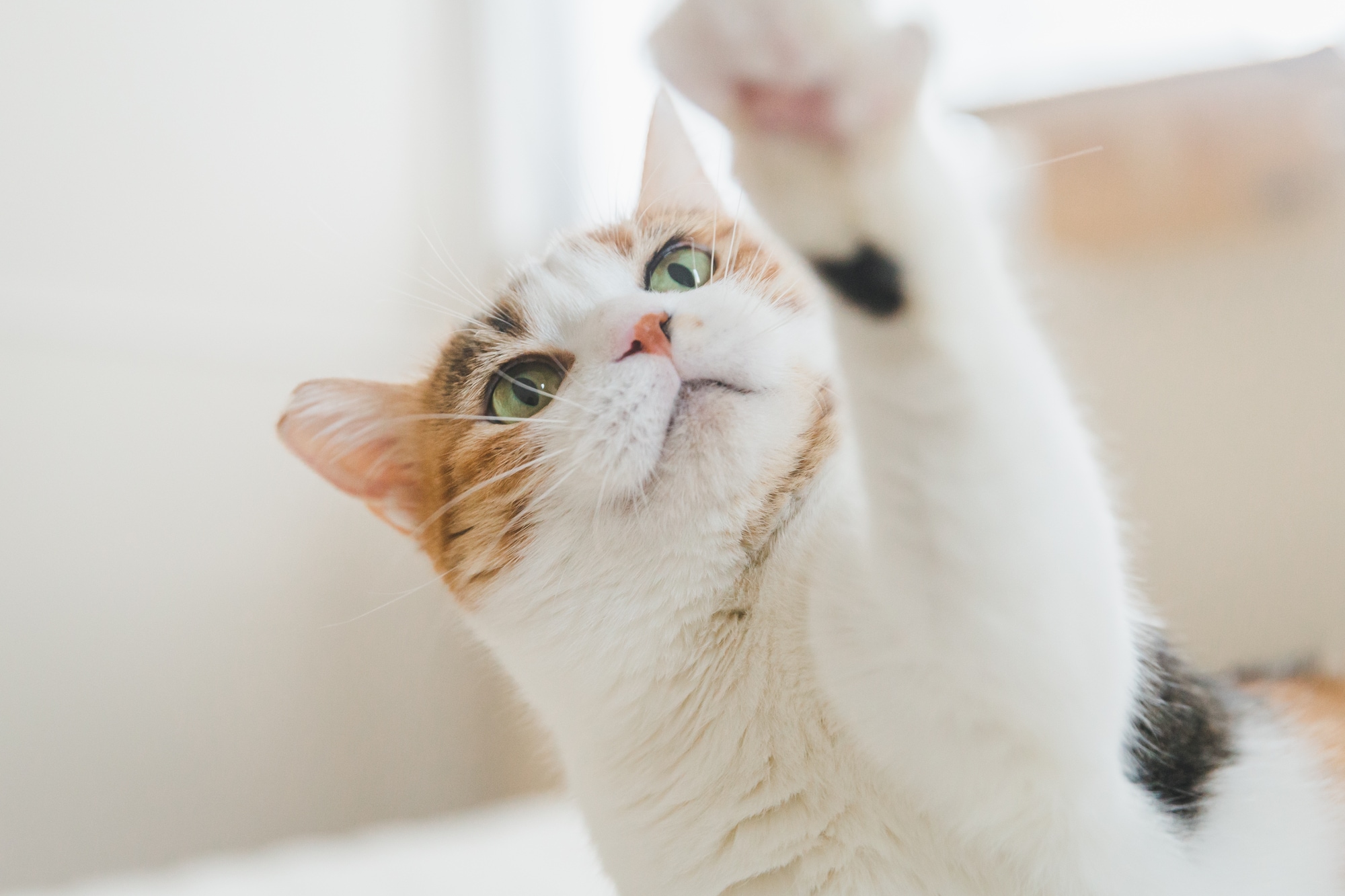 猫の生態にまつわる雑学