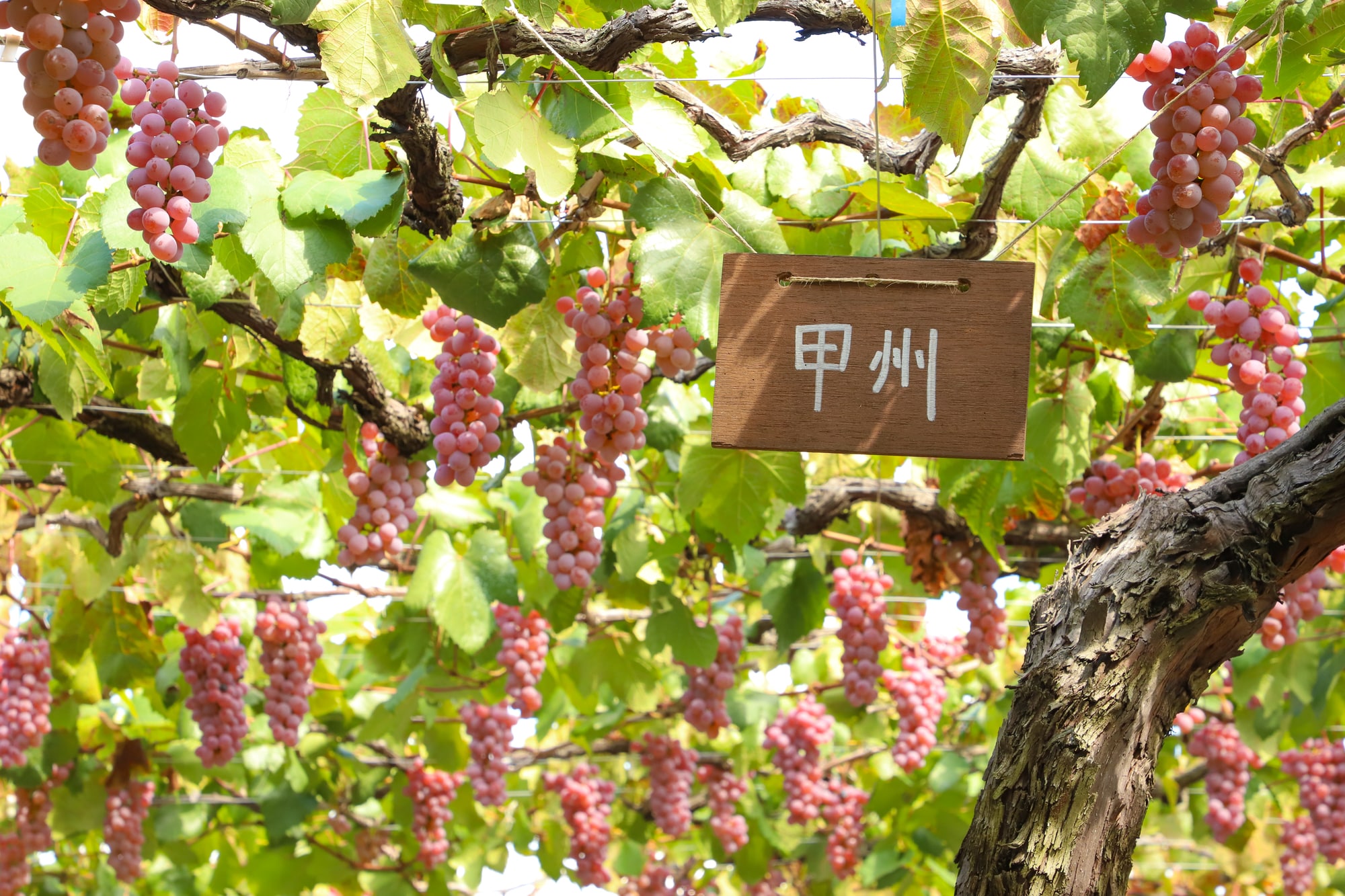 ぶどうやワイン