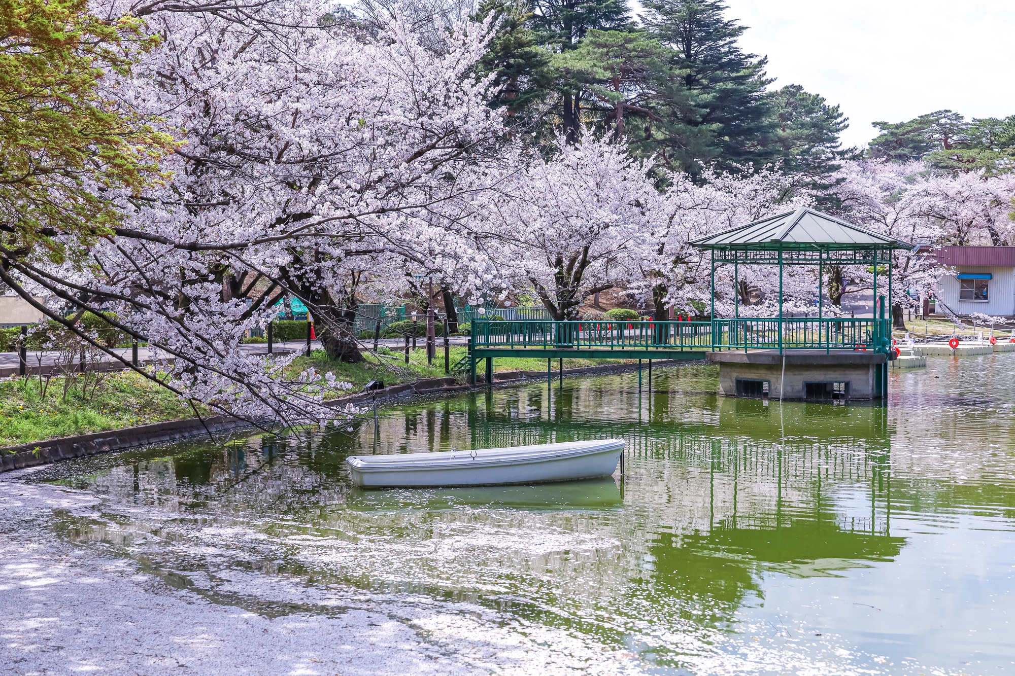 大宮公園の桜