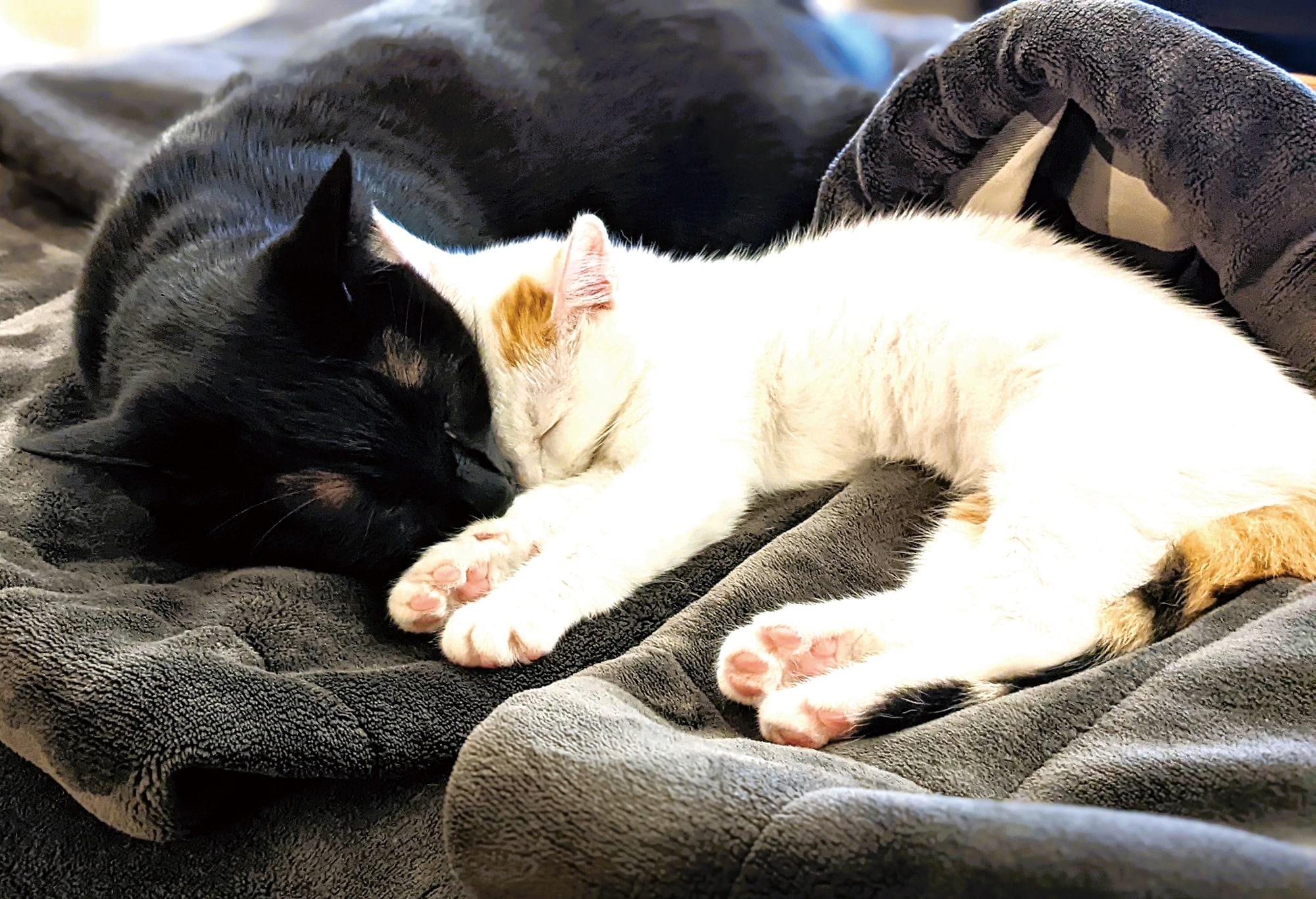 画像出典：『猫は奇跡』（佐竹茉莉子・著／辰巳出版）