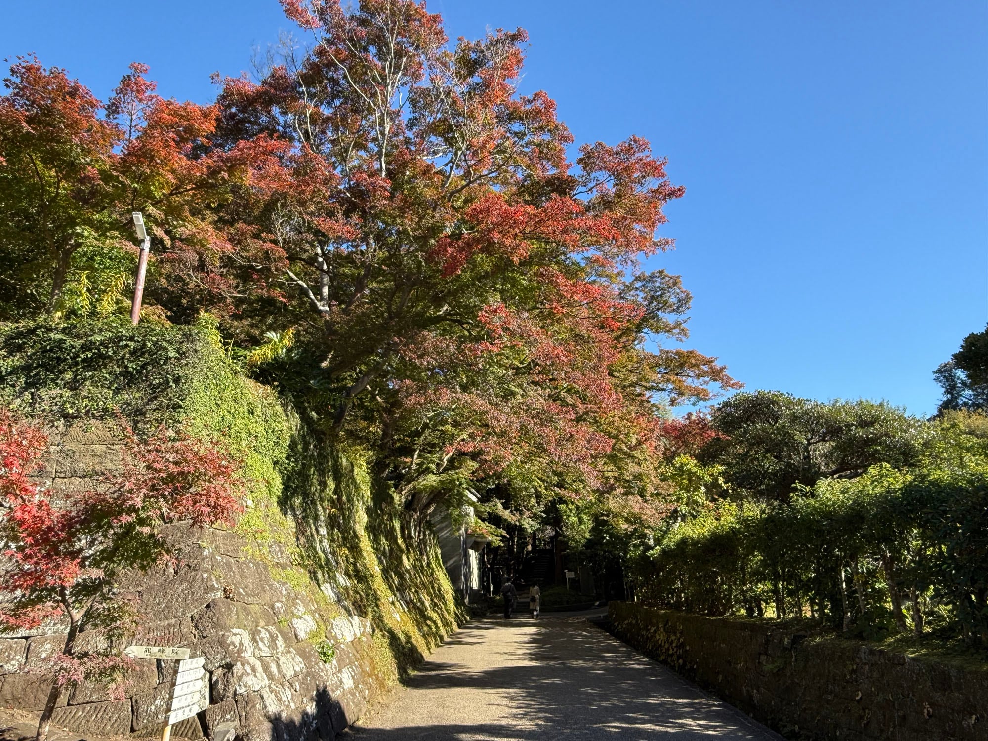 建長寺「半僧坊道」の紅葉