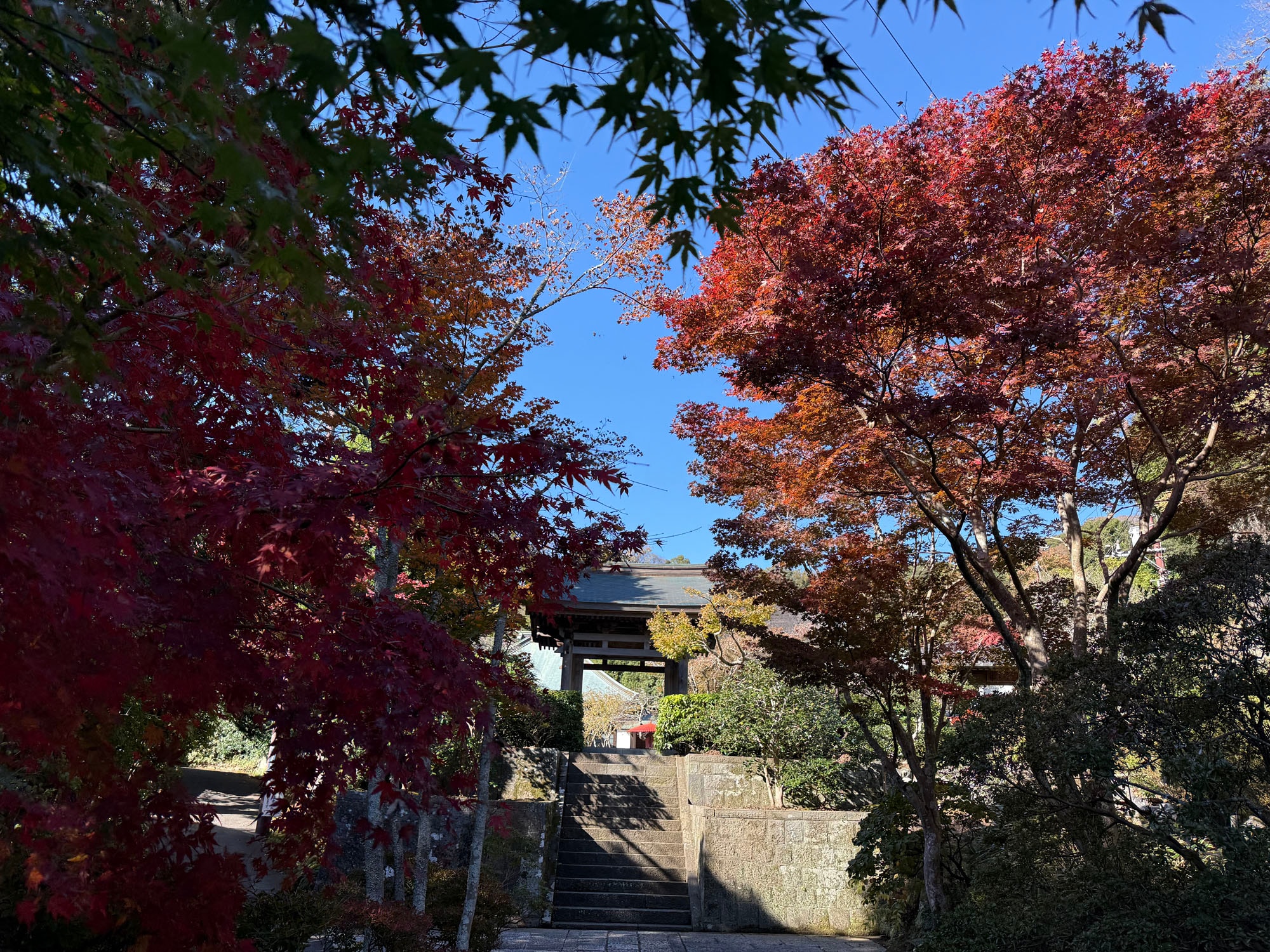 海蔵寺門前の紅葉は比較的色づきが進んでいた