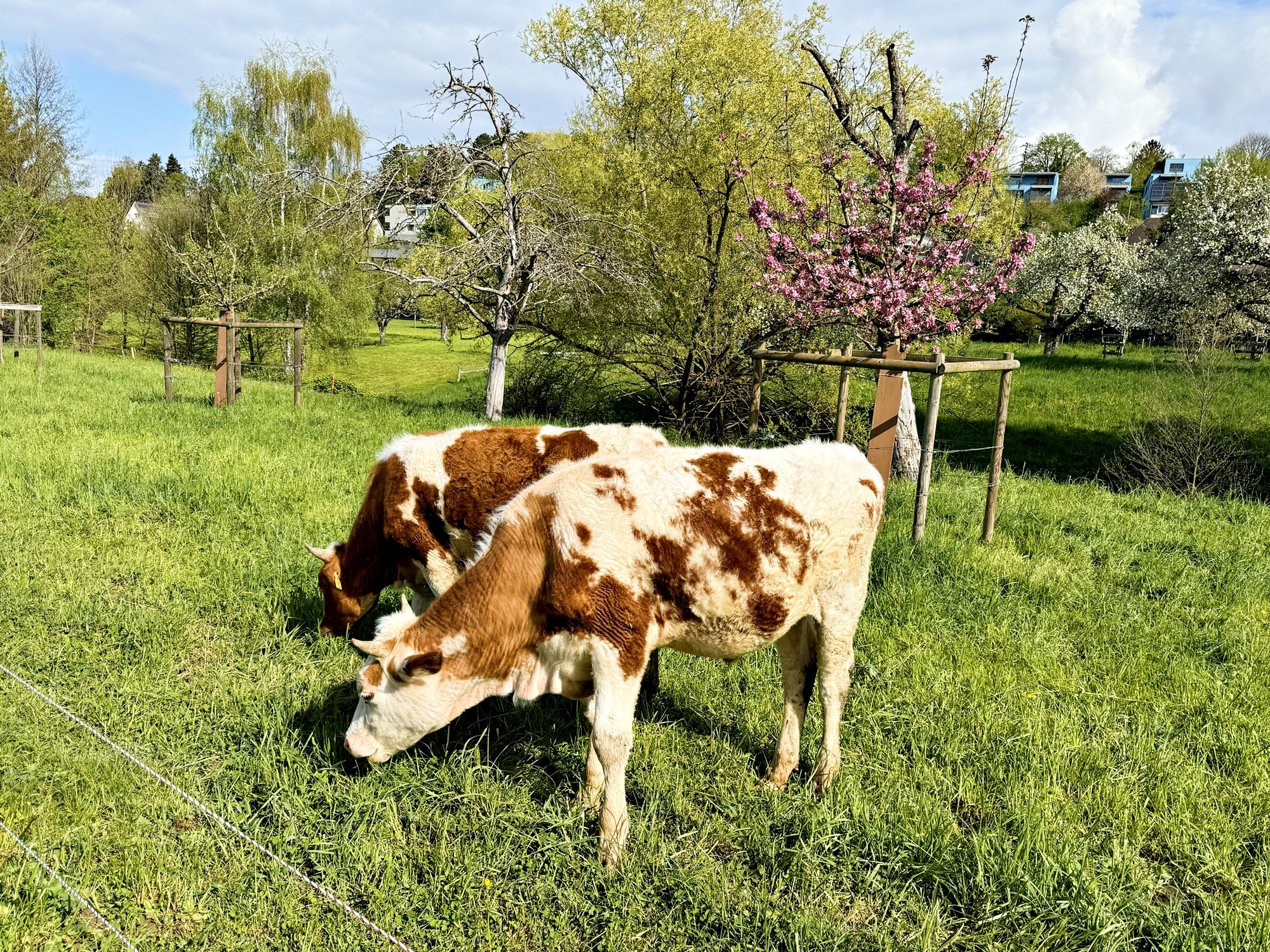 「牛と言えば白黒」の日本とは違い、ヨーロッパの牛には様々な毛色や模様がある。これがスイスでは帰化する際の面接質問になることも。