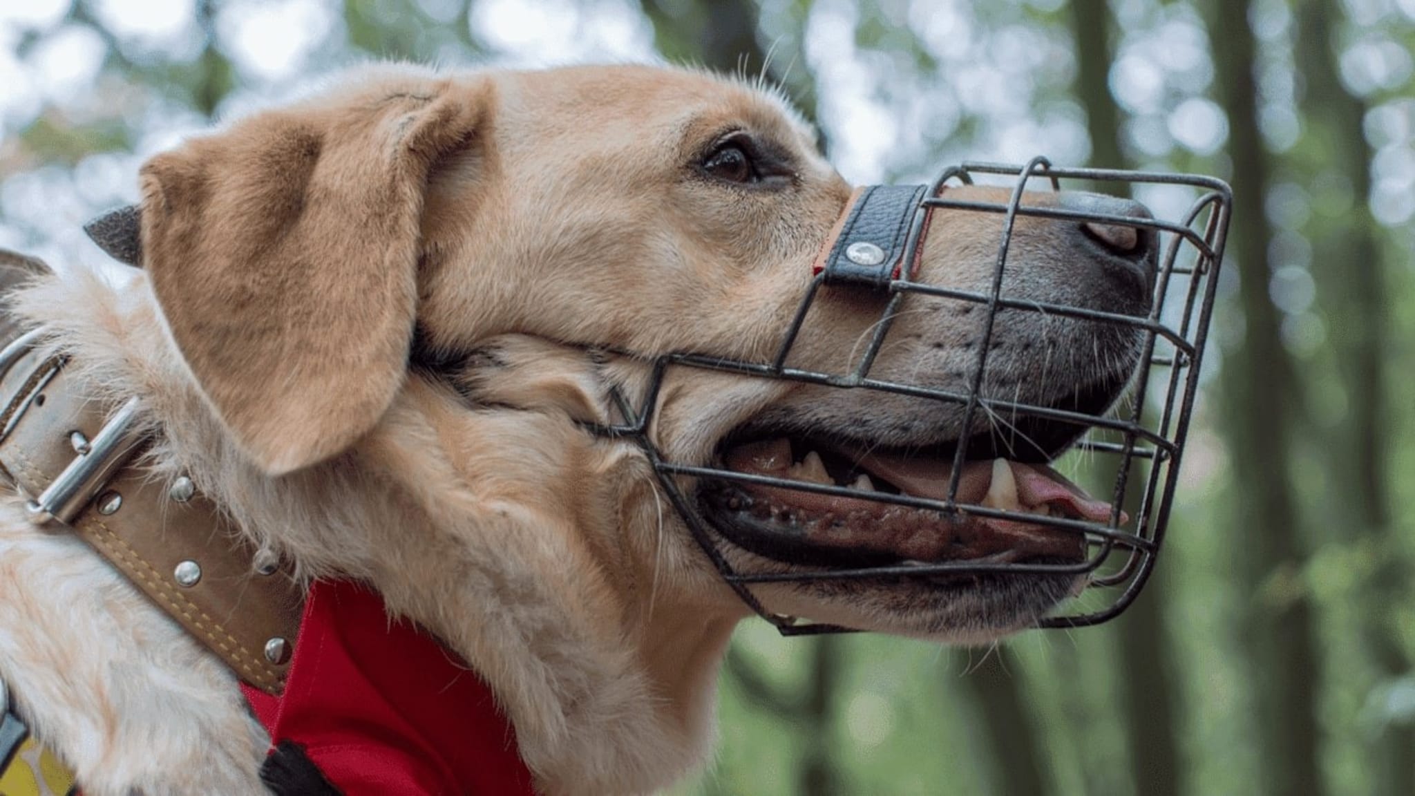 犬の口輪：正しく使用するために知っておくべきこと