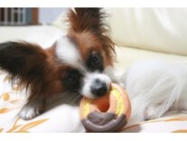 夏の散歩不足で太ってしまった 愛犬のダイエット方法 犬 All About