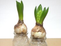 花がなくてもかわいい 芽出し球根の水栽培 家庭菜園 All About