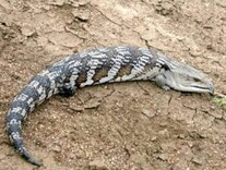ヒガシアオジタトカゲは飼育しやすい 基本情報 飼育方法 爬虫類 両生類 All About