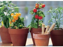 3号ポットのサイズはどれくらい 鉢の大きさ 土の容量の測り方 ガーデニング 園芸 All About 3号ポットのサイズはどれくらい 鉢の大きさ 土の容量の測り方 ガーデニング 園芸 All About