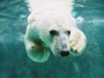 旭山動物園の人気のヒミツ 動物園 All About