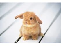 うさぎは飼い主が分かる？ うさぎの秘密6選 [うさぎ] All About