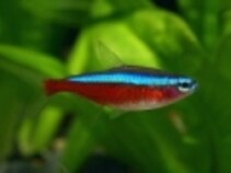 熱帯魚飼育にかかるコストってどのくらい 熱帯魚 All About