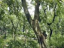 蚊の攻撃から、子どもを守れ！ [男の子育て] All About